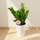 이지플라워 이미지