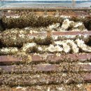 사진으로 보는 꿀벌관리 : 자연상태의 송이꿀(=벌집꿀 =갯꿀 =소밀) 이미지