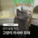 중앙대로10L | 먼지날림 적은 고양이 모래 종류 에브리데이 카사바 모래