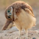 6084 | [구파발] 가지튀김 원탑 맛집 : 탕면 내돈내산 솔직후기