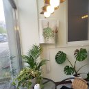 단아하개 이미지