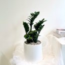 구남농장 | 구포 구남 모라 덕천 개업 승진 집들이 화분 배송 배달 / 로즈무드플라워 / 구포꽃집 구남꽃집 모라꽃집...