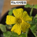 카노사사랑초와 금전초 이미지