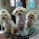 멍멍클럽 이미지