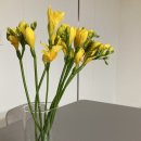 꽃이 좋아 이미지