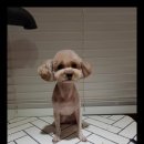 펫스타일 이미지