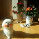 개폼난다 이미지