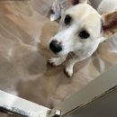 무궁화꽃이피었습니다 이미지