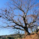 사천송림 이미지