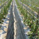 와룡농장 이미지