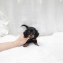 멋진강아지 이미지