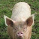 돼지의 족보 이미지