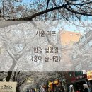 GS25 홍대솔내길점 | 서울 마포 합정 벚꽃길-홍대 솔내길 벚꽃 실시간 개화. 비 오기 전에 어서 가야 할 듯. (2025. 4. 8)