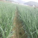 다마내기 이미지