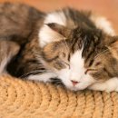 카페 캣츠 이미지