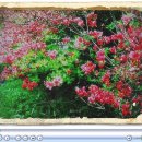 Black Swan 이미지