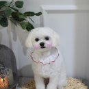 빛나펫살롱 이미지