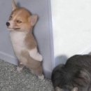 강아지와 고양이 이미지