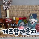 개프탑라운지 | 청주 수암골 애견카페 개프탑라운지 후기