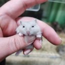 펫엔글라이더 인천점 이미지