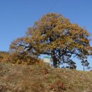 영풍 병산리 갈참나무 네이버블로그