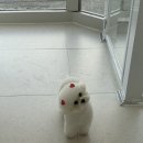 러브시티독 이미지