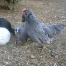 청계1로 이미지