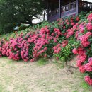 온천천시민공원 수국 이미지