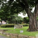 순천 옥천서원 옆 느티나무 이미지