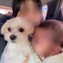 전포 애견동반 카페 비콩피 아기랑 강아지랑 다녀온 후기
