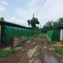 보령양돈장 이미지