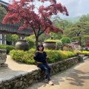 남한산성토종닭 이미지