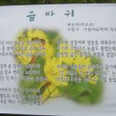 씀바귀 / 백운학 바오로 (2008년 성거산 시화전) 이미지