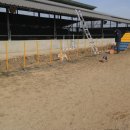 윤선생애견훈련소 이미지