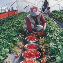 금마영농조합법인 뉴시스