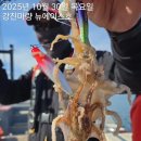 남해쭈꾸미 이미지