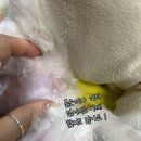 라라펫 이미지