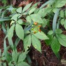 산속농원 이미지