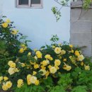 상사화피는마을 이미지