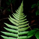 비늘고사리 [Dryopteris lacera (Thunb.) Kuntze] 이미지