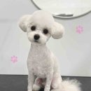 씨유 장현트리플포레 | 시흥애견미용실 시흥애견미용잘하는곳 ! 새로생긴 댕실몽실 ~대형견까지 커버가능한 스파욕조!