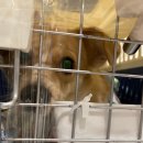 제시카 켄넬 이미지