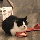 행복하다면
