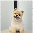 오쿠숑 이미지