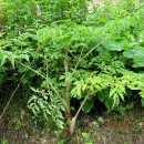 곰배령끝집 이미지