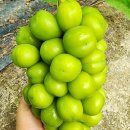 영이네농장 이미지