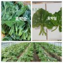 열무.얼갈이.감자.케일,호박잎.고추.공심채.고구마순. 실파 주문받습니다. 이미지