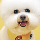 애견미용 견출지 노원점 이미지