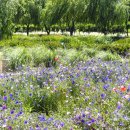 거창창포원 이미지