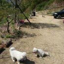 코끼리 동물약국 이미지